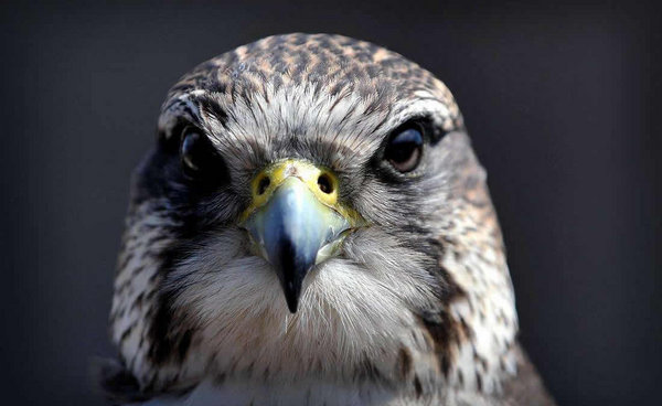 线条与色彩运用的艺术 吉利跨界SUV S1设计解析-图7