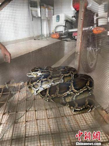 图为被救助的缅甸蟒钟欣摄