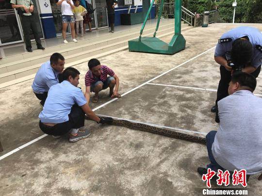 图为森警对缅甸蟒进行检查 钟欣 摄