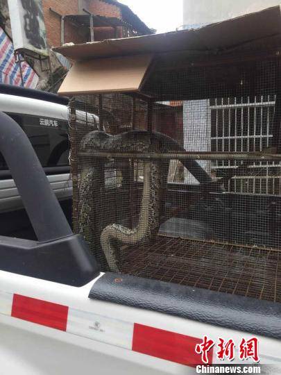 图为被盘师傅救助的缅甸蟒 钟欣 摄