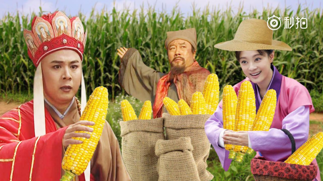 该回家掰玉米了 掰玉米之歌