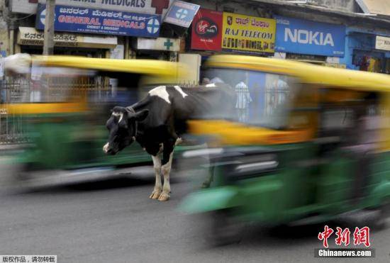 2015年6月2日，印度班加罗尔，一头奶牛站在闹市中央，三轮车从身旁经过。