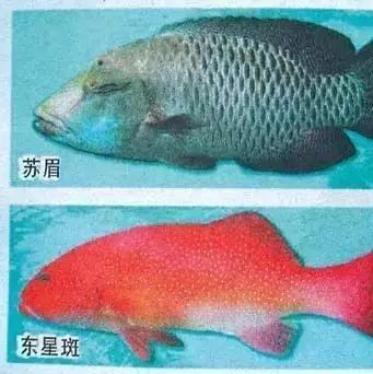 注意 这些鱼不要吃 已有6人中毒入院抢救 手机新浪网
