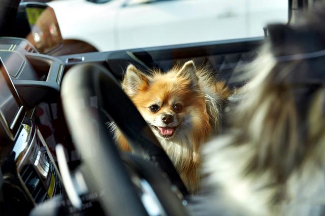 宠物乘车不系安全带，该不该罚？