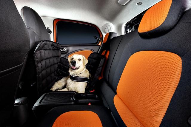 宠物乘车不系安全带，该不该罚？