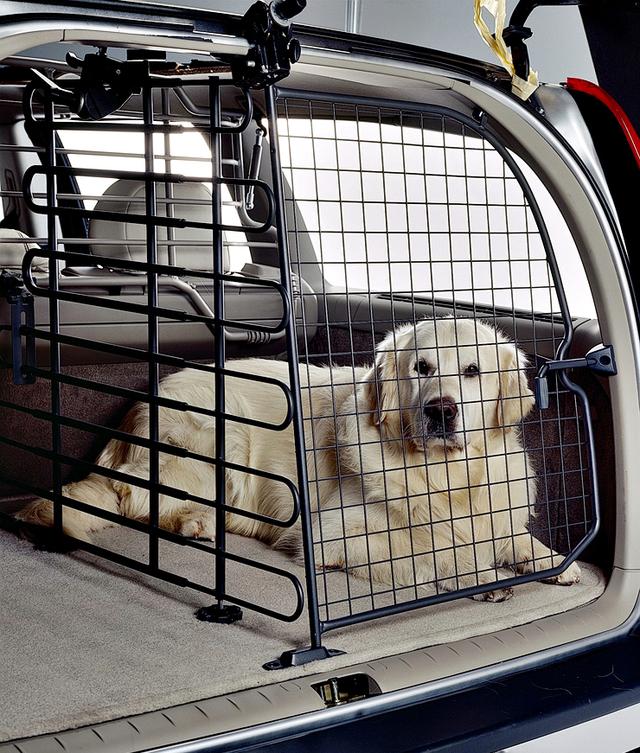 宠物乘车不系安全带，该不该罚？