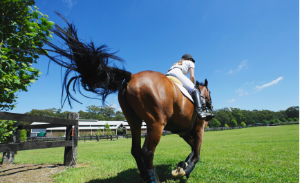 论一匹马的自我修养