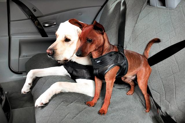 宠物乘车不系安全带，该不该罚？