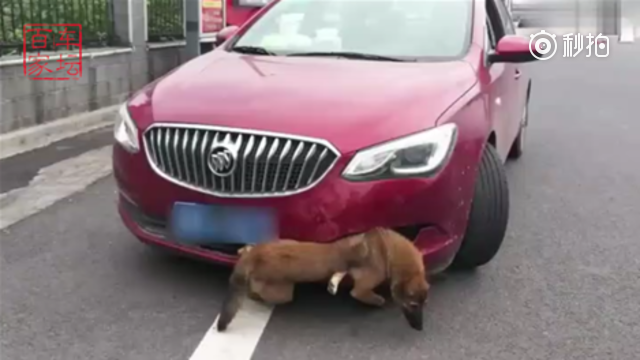 司机高速上撞狗后,因害怕狗主人找麻烦,既没报