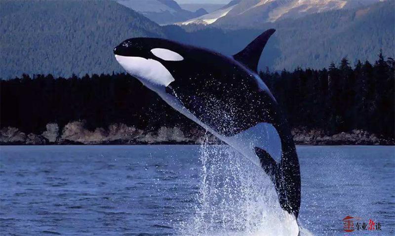 这些车的外观设计很有趣，看完可以乐一整天