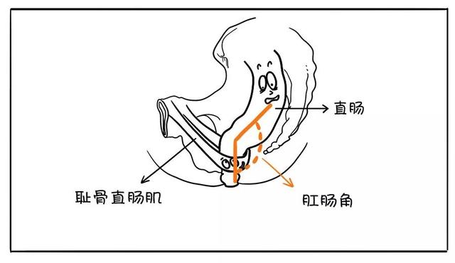 使用坐姿时,耻骨直肠肌不够放松,所以肛肠角的角度小,排便就相对