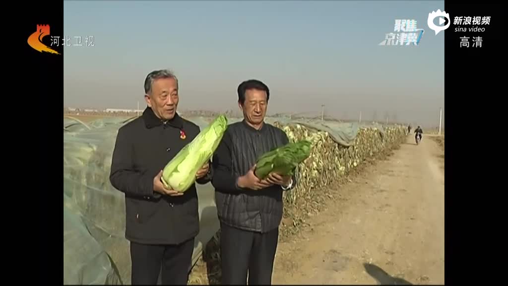 玉田白菜论个卖 两棵55元_手机新浪网