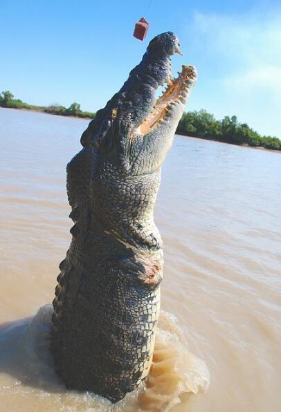 当游客拿肉引诱它的一瞬间|鲨鱼|鳄鱼|巨鳄_新浪新闻