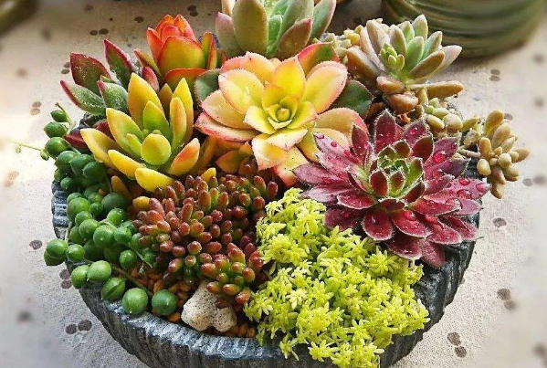 注意这几点,告别养花新手|多肉植物|植物|死亡_新浪新闻