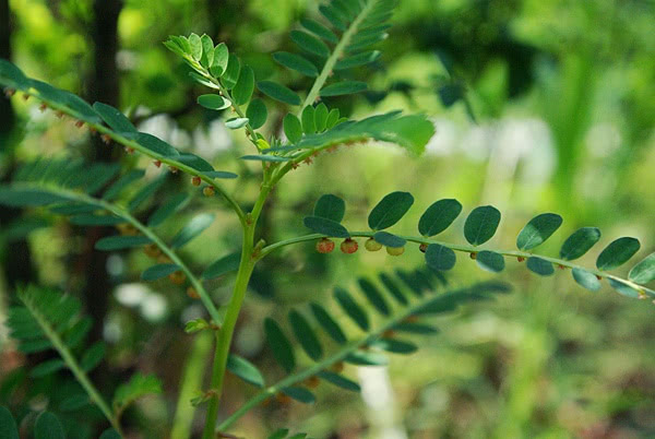 植物野草假油甘,珍贵价值大,可以煮水喝,郎中常用的肝炎药