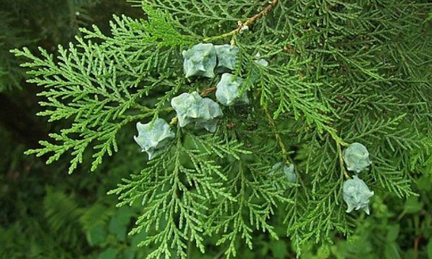 有白头发别着急去染,用这叶子煮水洗,白头发一个月变黑!