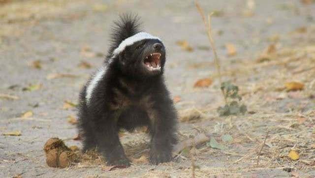 蜜獾|平头|杀人蜂_新浪新闻