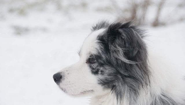 边境牧羊犬训练要点以及飞盘项目训练细节