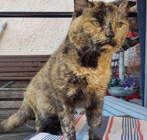 sasha 的鼻腔手术很不简单,不只是因为它的年龄大,还因为它的肾有点