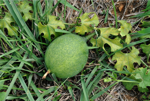 农村这种野生货老农称药瓜根能卖30一斤干果20一斤