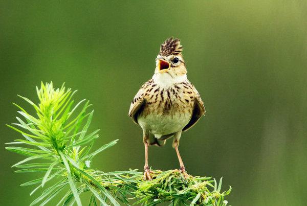 地球上10大声音最好听的鸣鸟,百灵鸟榜首,画眉第二,你爱听吗?