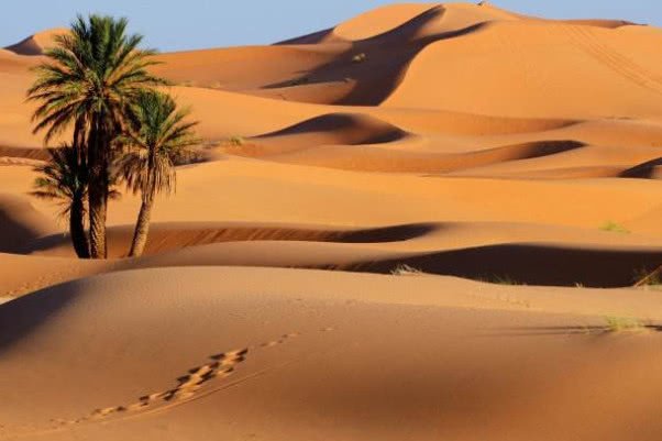 第一个被人类"干掉"的沙漠,如今已是绿洲,快要改名"森林"