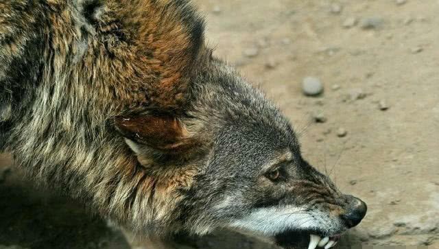 成年的北美大灰狼有多么厉害,能打得过比特犬吗?答案让人震惊!