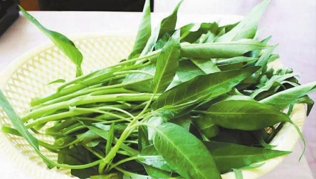 空心菜之王:中国名蔬博白蕹菜,曾在九十年代远销美国