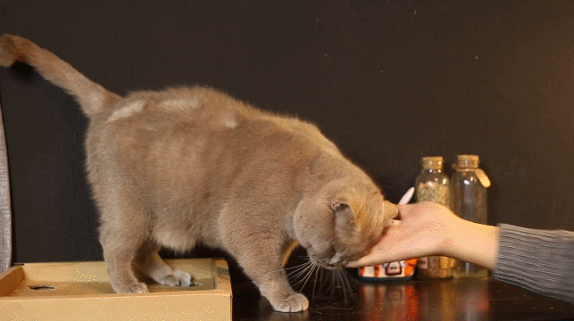 猫咪为什么喜欢被挠脖子?每次挠它,都是一副享受状!