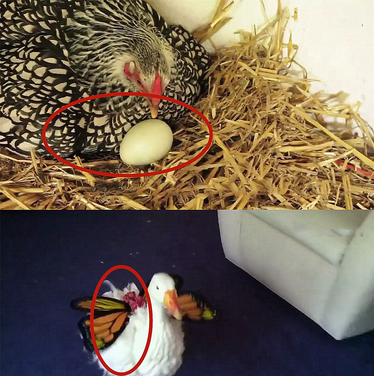 母鸡孵小鸭图片