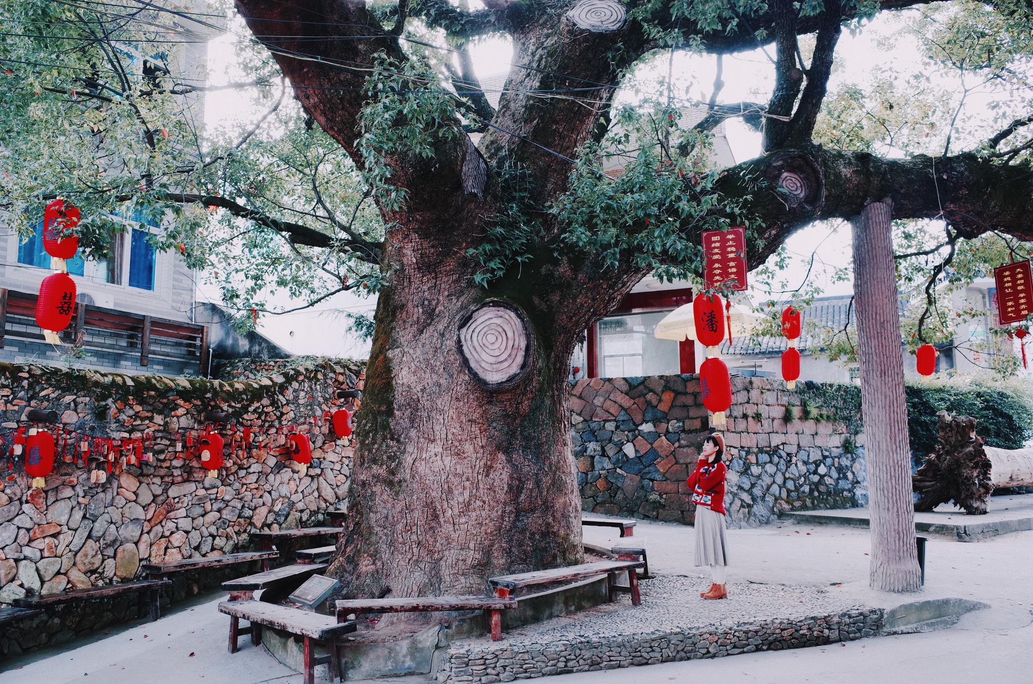 温岭有一座隐于山水之间的古村落为浙江最美乡村处处显别致