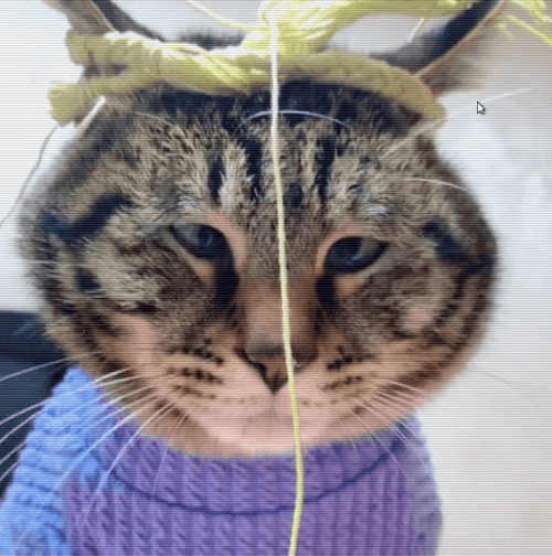 猫咪用一根线表演斗鸡眼,以为演技爆表,可真相让人心疼