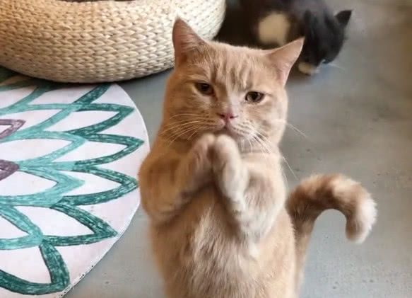 为了让主人抱抱自己,小猫咪着急到一直作揖,真可爱!