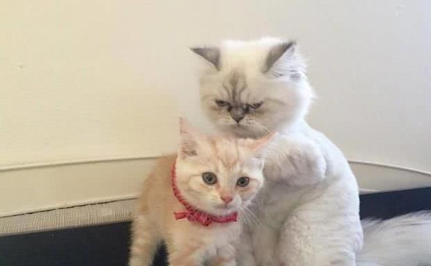 橘猫受委屈了躲进同伴怀里求安慰画面简直太暖心