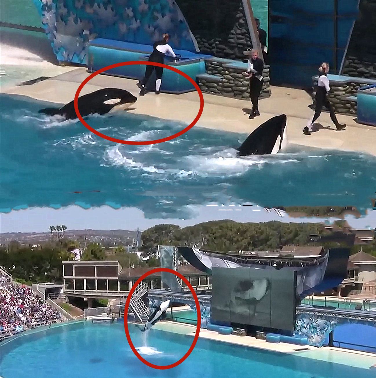 饲养员没喂食表演完的虎鲸,下一秒它愤怒了,意外来得猝不及防!