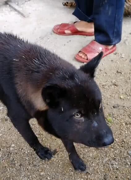 狗狗玩蛇被咬,变成猪头大黑哥,大伙都要笑弯了腰!