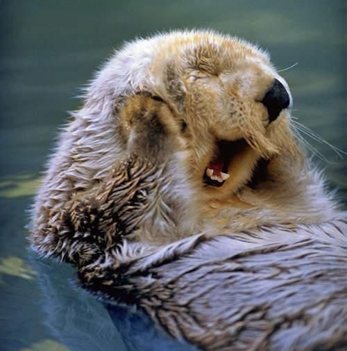 它是最会撒娇的动物,超聪明,可以帮你买饮料|水獭|撒娇|宠物_新浪网