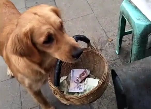 不过事后也据狗狗的主人介绍说,其实本意不是让金毛出来乞讨的,而是