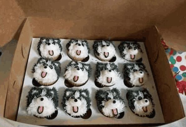 二哈过生日, 主人专门准备一桌美食, 二哈看到之后却慌了