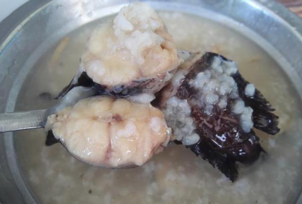 野生搪塞鱼粥,美味!清甜!嫩滑!滋补!野生美食你们有吃过吗?