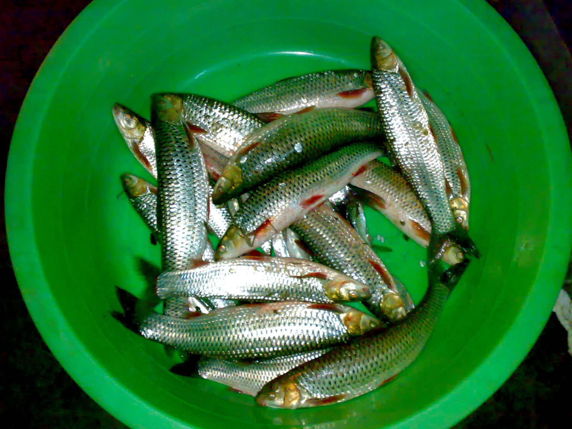 不过红眼棒鱼也就合适钓,不合适吃,由于鱼自己刺实在太多了,吃起来很