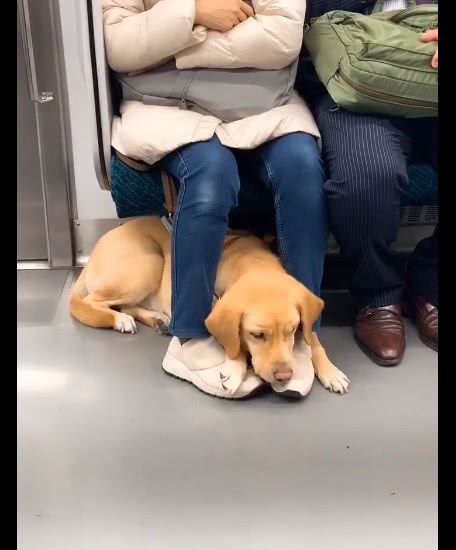 导盲犬|地铁|狗狗_新浪新闻