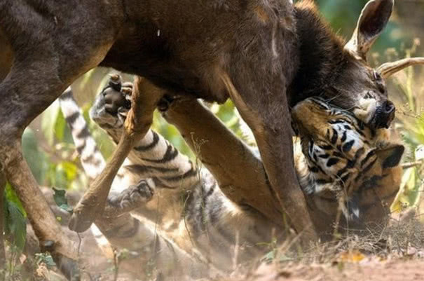 老虎猎杀羚羊,脸都被踢肿了,网友:干得漂亮!