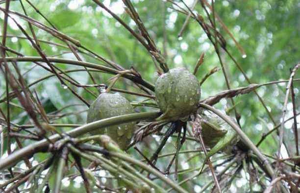 竹子上结的果实,50年才结一次,口感软绵,你吃过吗?