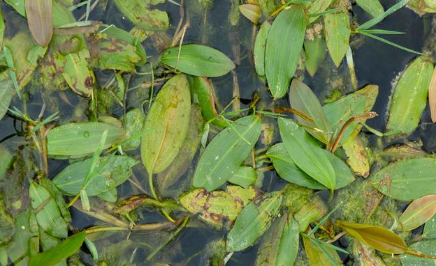 这水上漂对农田危害大却是治蛔虫的良药你知道吗