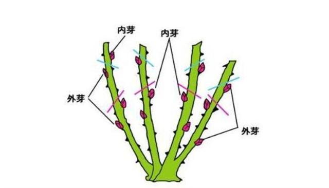 月季冬季为什么要修剪来年开花多不多就看你冬季修剪到不到位