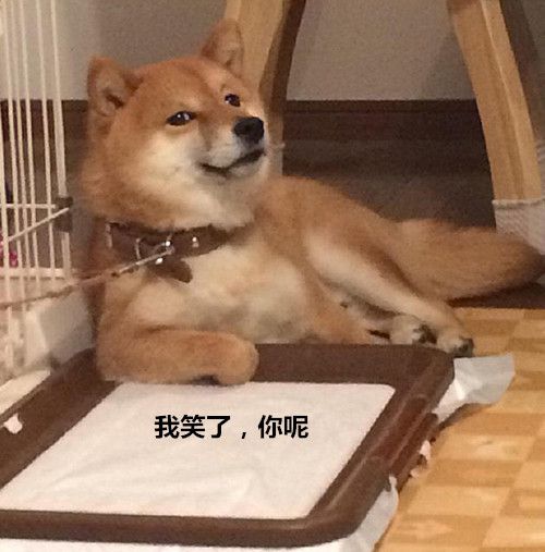 男子沉迷训狗柴犬的表情却渐渐魔性再骂我就要变脸了