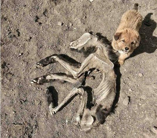 妈妈倒下了,小土狗在旁边日夜守护!希望好心人能够收养它