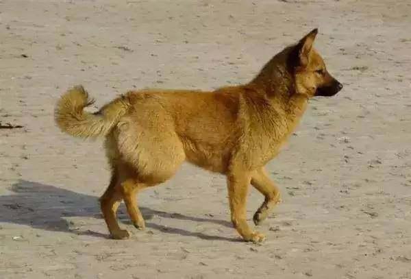 很多人瞧不起的农村土狗谁知它才是最优秀中华田园犬