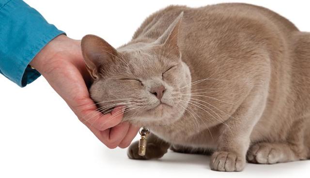 猫咪为什么会喜欢蹭人,抢地盘社交示好,这个动作没想的那么简单